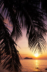 Palm leaf on the background of a bright sunset on a tropical beach, in soft focus