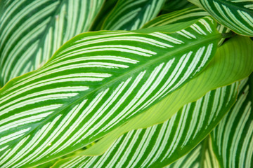 Naklejka na ściany i meble Green leaves texture background