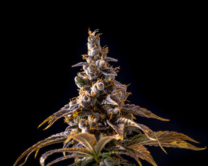 Top of Weed Bud Macro Crystals Isolated by Black Background
