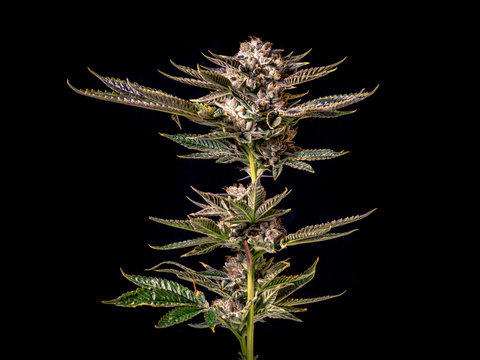 Marijuana Plant Branch With Buds And Leaves Isolated By Black Background