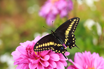A beautiful Black Swallowtail Butterfly spreads it's wings on a pink Dahlia blossom
