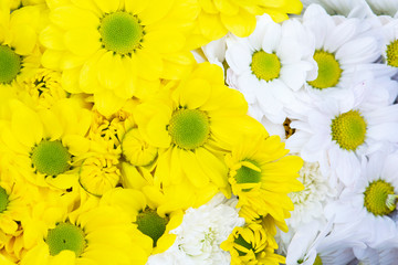 Beautiful yellow and pink chrysanthemum flowers background