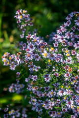 Obraz premium purple flowers in the garden