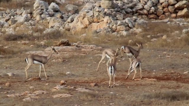 Israeli mountain gazelle fight and jump Beautiful long shot of Israeli mountain gazelle fight and jump