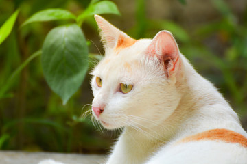 Thai cat / Orange white cat lying on the floor natural green background