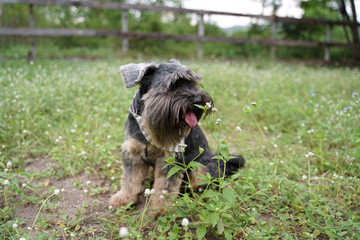 Black small mixed breed dog smiling and sitting on the flower field