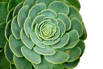 Obraz premium round succulent flower