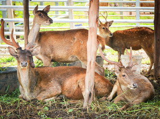 Eld's deer lying on floor / Thamin , Brow-antlered deer wildlife in the farm