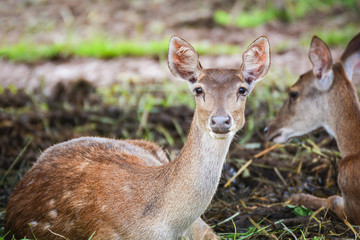 Eld's deer lying on floor / Thamin , Brow-antlered deer wildlife in the farm