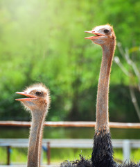 Ostrich head / close up of head ostrich group open your mouth in the farm
