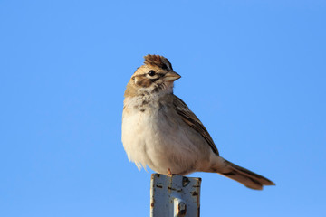 Lark Sparrow in Utah