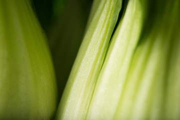 Pak Choy, fresh chinese cabbage