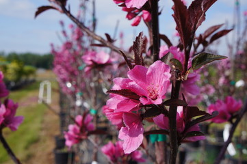 Showtime Crabapple Tree Blossoms