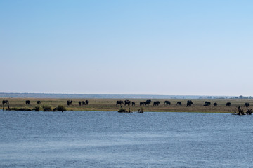 Fototapeta na wymiar Herd of Elephants