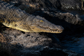 crocodile in Chobe River