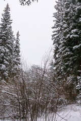 Trees Heavy With Snow After Winter Storm