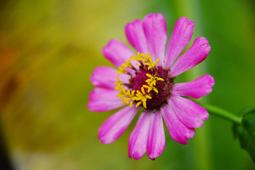 Beautiful pink flowers