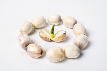 Fresh lotus and lotus seeds