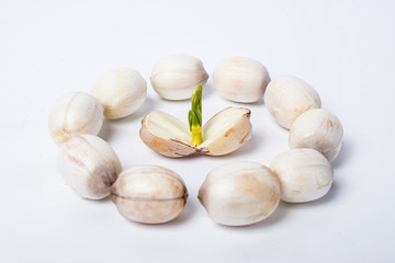 Fresh lotus and lotus seeds