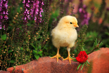A yellow chick in a flower garden