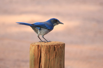 Scrub Jay in Utah Park