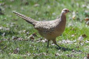 Female ring-necked pheasant