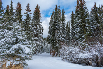 Trees Heavy With Snow After Winter Storm