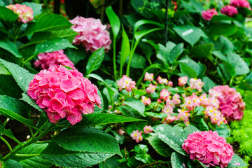 Beautiful Hydenyia in pink color  with soft blurred landscape in the garden.