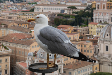 Seagull and rooftops of Rome
