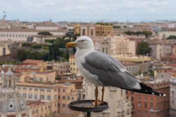 Seagull and rooftops of Rome