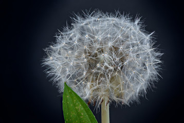 Closeup of a dandelion  and a leaf