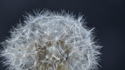 Fototapeta premium Closeup of a dandelion against a dark blue background