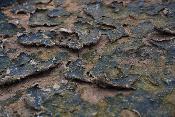 Who is on the dry ground