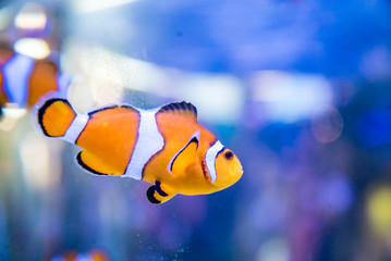 Nemo Clownfish