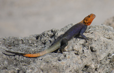 Male Red Headed Agama 