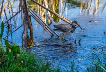 Tricolored Heron Dripping Water as He Feeds in the Swamp