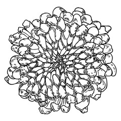 Hand drawn chrysanthemum flower isolated on a white background. Black and white illustration in sketch engraving style. Vector.