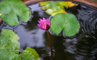 Lotus flower in the bath