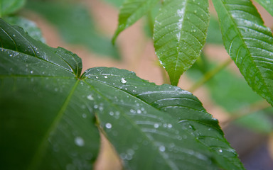 green leaf with water drops