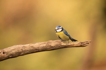 Tomtit, Cyanistes caeruleus
