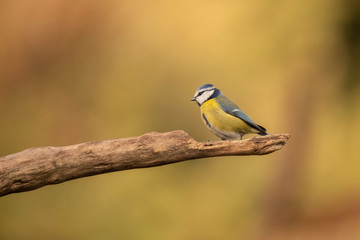 Obraz premium Tomtit, Cyanistes caeruleus