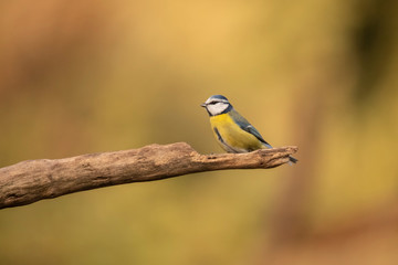 Tomtit, Cyanistes caeruleus