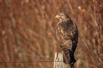 Buzzard, Buteo buteo