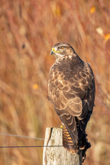 Buzzard, Buteo buteo
