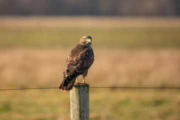 Buzzard, Buteo buteo