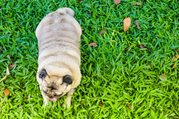 Obraz premium english bulldog lying on grass