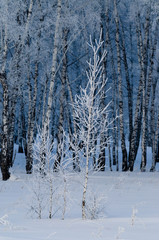 trees wrapped in snow