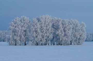 trees wrapped in snow