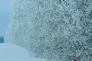 trees wrapped in snow
