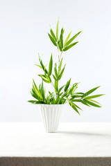 Zen life/Chinese tea ceremony